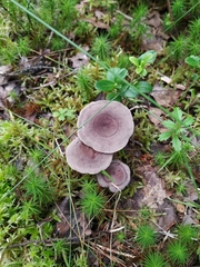 Lactarius flexuosus