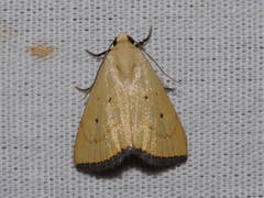 Marimatha quadrata