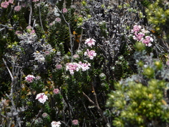 Pimelea sericea