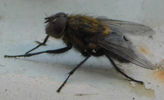 Pollenia rudis