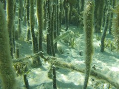 Amblygobius albimaculatus