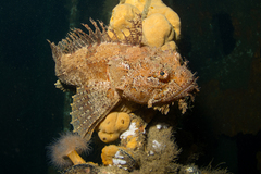 Hemitripterus americanus