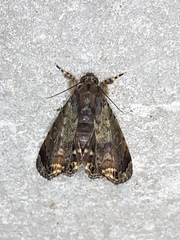 Dyops chromatophila