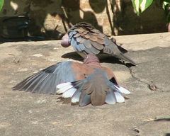 Streptopelia senegalensis