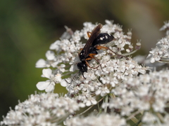 Cryptocheilus richardsi