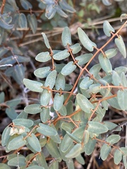 Pellaea intermedia