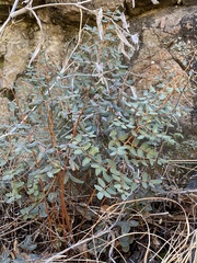Pellaea intermedia