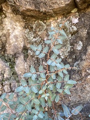 Pellaea intermedia