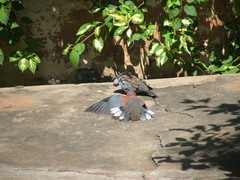 Streptopelia senegalensis