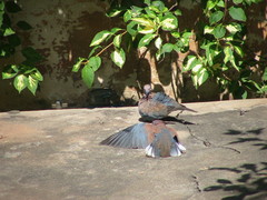 Streptopelia senegalensis