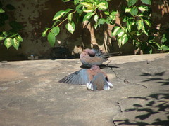 Streptopelia senegalensis