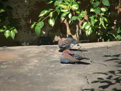 Streptopelia senegalensis