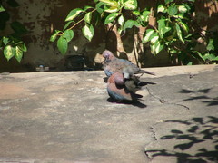 Streptopelia senegalensis