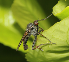 Empis tessellata
