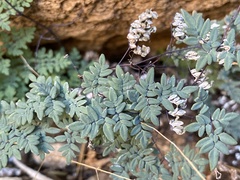 Argyrochosma limitanea