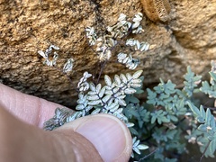 Argyrochosma limitanea