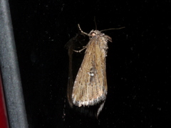 Condica temecula