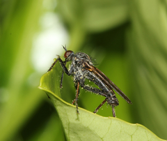 Empis tessellata