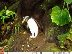 Eudyptes pachyrhynchus