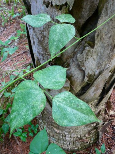 Bermuda bean (Phaseolus lignosus)