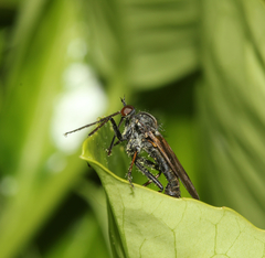 Empis tessellata
