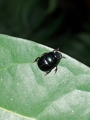 Canthidium