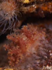 Dendronotus