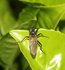 Empis tessellata