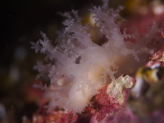 Dendronotus