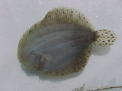 Achirus lineatus