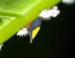 Enchenopa ignidorsum