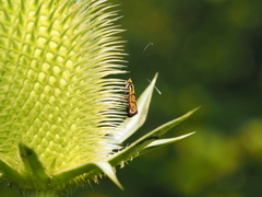 Nemophora pfeifferella