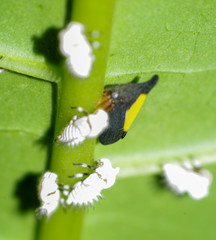 Enchenopa ignidorsum