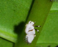 Enchenopa ignidorsum