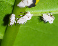 Enchenopa ignidorsum