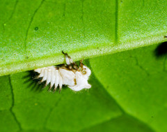 Enchenopa ignidorsum