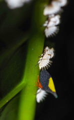 Enchenopa ignidorsum