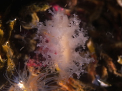 Dendronotus