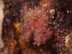 Dendronotus