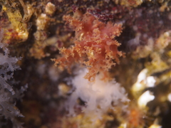 Dendronotus