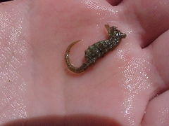 Hippocampus zosterae