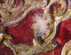Dendronotus