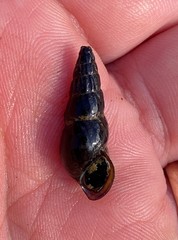 Elimia pybasii