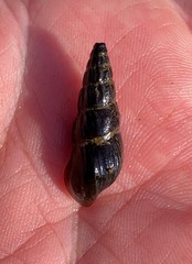 Elimia pybasii