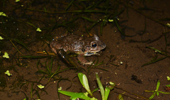 Leptodactylus bufonius