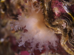 Dendronotus