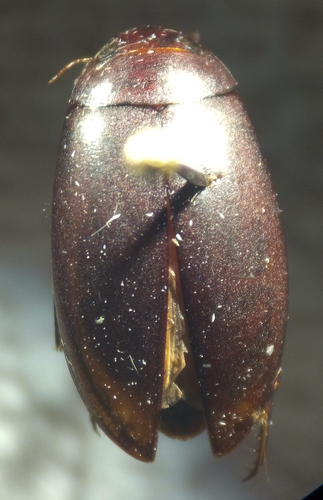 Eroded Predaceous Diving Beetle