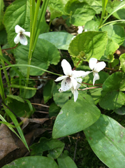 Viola