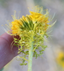 Cleomella palmeri