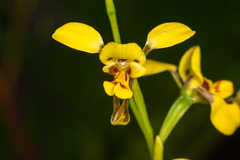 Diuris chrysantha